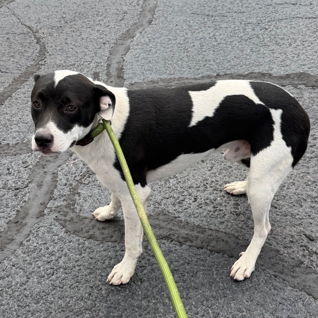 Shelter Stray Male Dog last seen , 2350 Appling City Cove, Memphis, TN 38133, USA