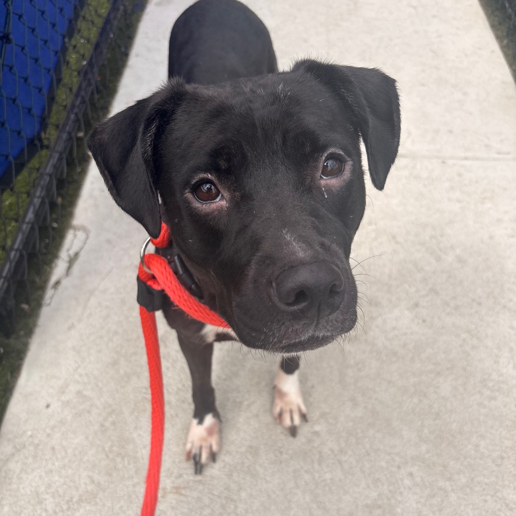 Shelter Stray Female Dog last seen , Animal Care & Control Team of Philly, 111 W Hunting Park Ave, Philadelphia, PA 19140, USA