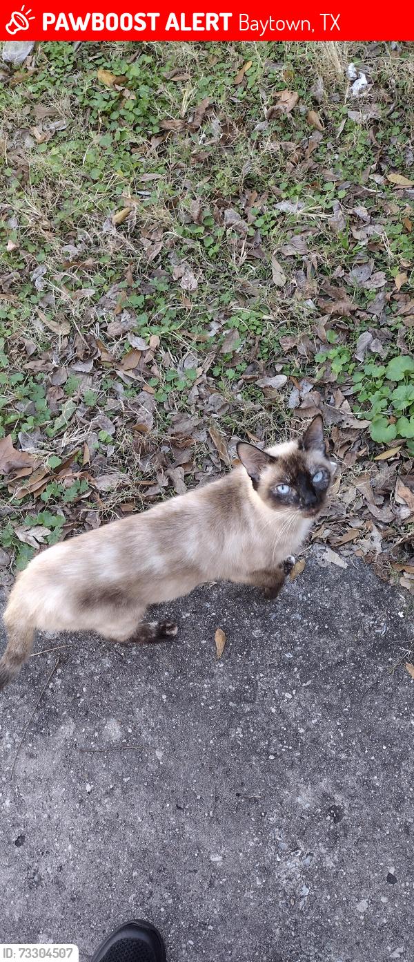 Lost Female Cat last seen Briarwood & Sunset Drive, Baytown, TX 77520