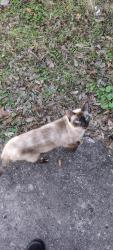 Lost Female Cat last seen Briarwood & Sunset Drive, Baytown, TX 77520