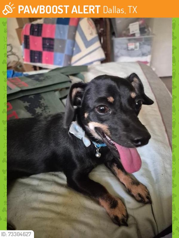 Found/Stray Female Dog last seen Jupiter & LBJ, Dallas, TX 75238