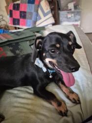 Found/Stray Female Dog last seen Jupiter & LBJ, Dallas, TX 75238