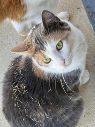 Lost Female Cat last seen Deloache vale and Davis trace, San Antonio, TX 78245