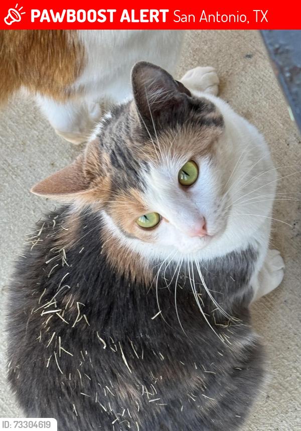 Lost Female Cat last seen Deloache vale and Davis trace, San Antonio, TX 78245