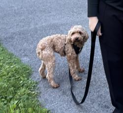Reunited Female Dog last seen Last seen near the top of Stine road, Peninsula, OH 44264