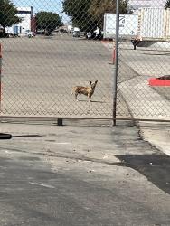 Found/Stray Male Dog last seen Ghirardelli, Lathrop, CA 95330