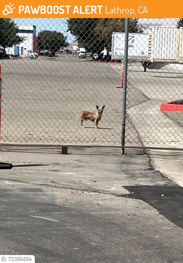 Found/Stray Male Dog last seen Ghirardelli, Lathrop, CA 95330