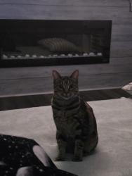 Reunited Female Cat last seen Lincoln Street & Main Street, Huntley, IL 60142