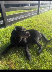 Lost Female Dog last seen Compton, Compton, CA 90222