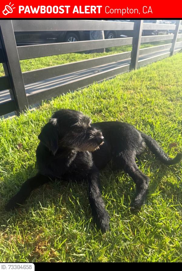 Lost Female Dog last seen Compton, Compton, CA 90222