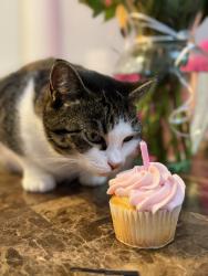 Reunited Female Cat last seen waterside vista ln, St. Cloud, FL 34771