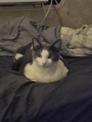 Reunited Male Cat last seen Olive tree ct,summerhill apmts, Best economy Inn and suites and motel 6, Bakersfield, CA 93308