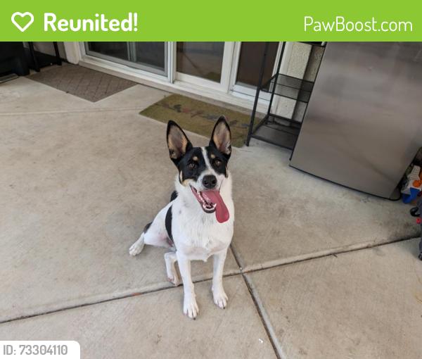 Reunited Female Dog last seen Regent and caledon lincoln crossing, Lincoln, CA 95648