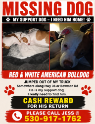 Reunited Female Dog last seen Bowman rd cottonwood, Platina, CA 96076