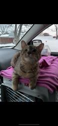 Lost Female Cat last seen Harlem/113, Worth, IL 60482