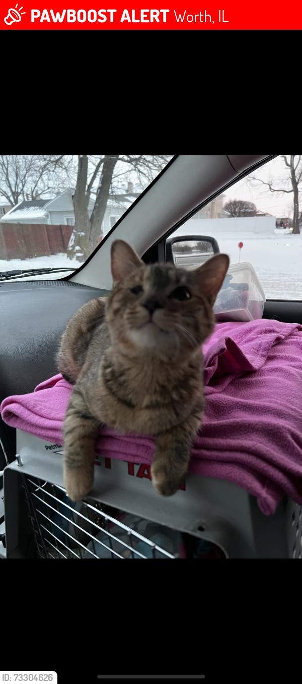 Lost Female Cat last seen Harlem/113, Worth, IL 60482