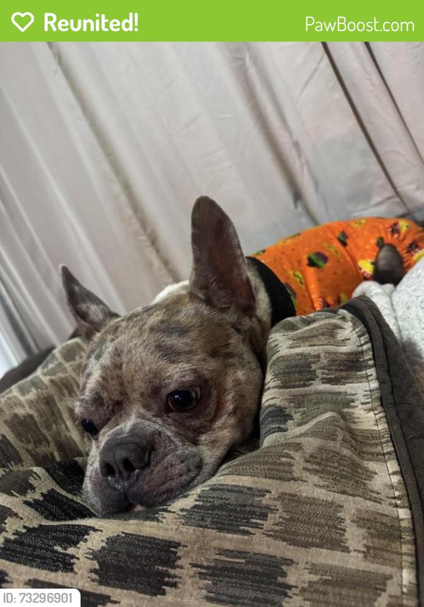 Reunited Male Dog last seen rural and southeastern, Indianapolis, IN 46203