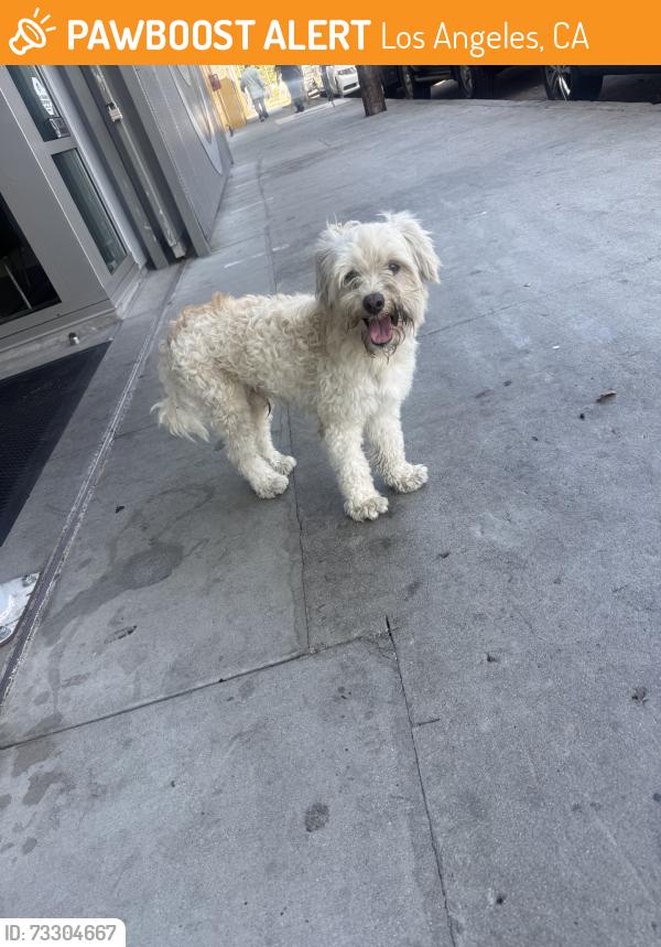 Found/Stray Male Dog last seen Slauson, Los Angeles, CA 90037