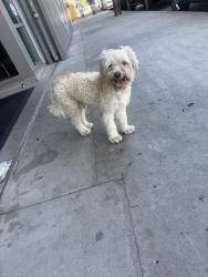 Found/Stray Male Dog last seen Slauson, Los Angeles, CA 90037