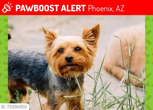 Lost Male Dog last seen Cave Creek Rd. and Loop 101, Phoenix, AZ 85024