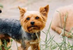 Lost Male Dog last seen Cave Creek Rd. and Loop 101, Phoenix, AZ 85024