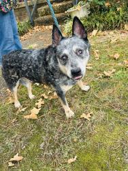 Reunited Unknown Dog last seen Old Forge Road and Resevoir, Little Rock, AR 72227