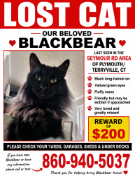 Lost Male Cat last seen Lake winfield, Plymouth, CT 06786