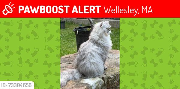 Lost Female Cat last seen Trinity Court & Bristol Road, Wellesley, Wellesley, MA 02481