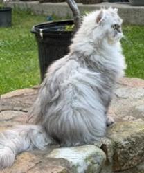 Lost Female Cat last seen Trinity Court & Bristol Road, Wellesley, Wellesley, MA 02481