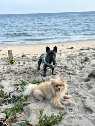 Lost Female Dog last seen Willow, Alamos, Clovis, CA 93612