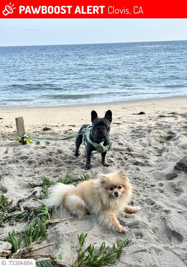 Lost Female Dog last seen Willow, Alamos, Clovis, CA 93612