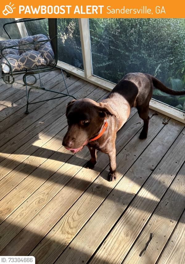 Found/Stray Female Dog last seen Smith Robson Rd, Sandersville, GA 31082
