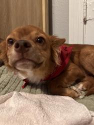 Found/Stray Male Dog last seen Elementary school, Canton, TX 75103