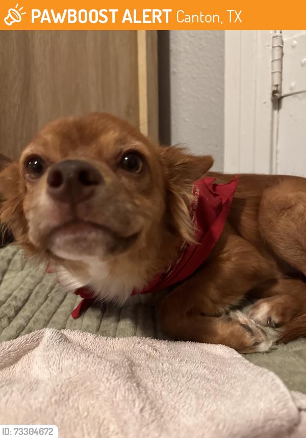Found/Stray Male Dog last seen Elementary school, Canton, TX 75103