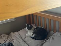 Lost Female Cat last seen West 64th Street and Buckler Avenue, Los Angeles, CA 90043