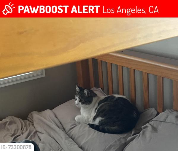 Lost Female Cat last seen West 64th Street and Buckler Avenue, Los Angeles, CA 90043
