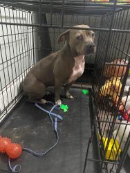 Reunited Female Dog last seen Green hill Lane, Jacksonville, FL 32211