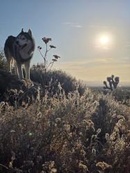 Reunited Male Dog last seen 40th st west ave M, Lancaster, CA 93536