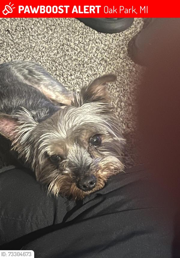 Lost Male Dog last seen W 10 Mile / Greenfield, Oak Park, MI 48237