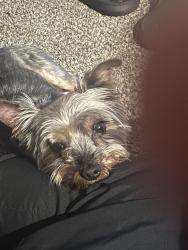 Lost Male Dog last seen W 10 Mile / Greenfield, Oak Park, MI 48237