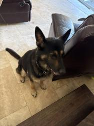 Reunited Male Dog last seen Cerritos library, Cerritos, CA 90703