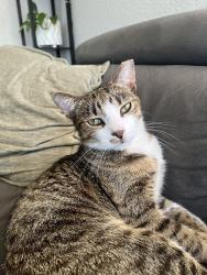 Lost Male Cat last seen Off of Main Street, North Andover, MA 01845