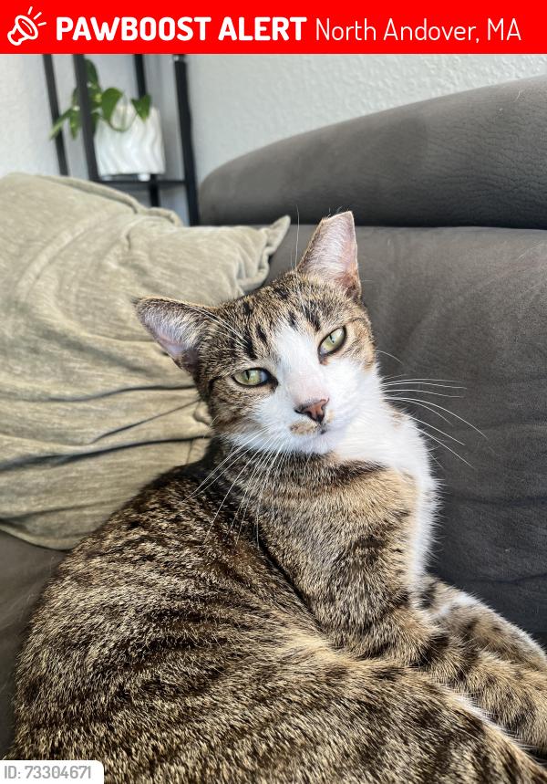 Lost Male Cat last seen Off of Main Street, North Andover, MA 01845