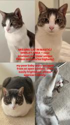Reunited Female Cat last seen Pinelawn Ave & McGraw St, Shirley, NY 11967