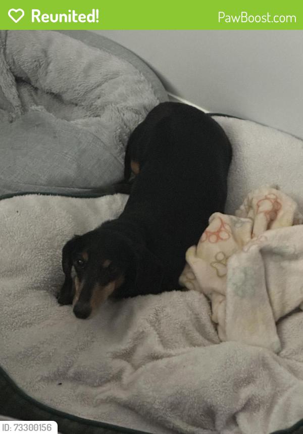Reunited Male Dog last seen Lakecrest Ave, High Point, NC 27265