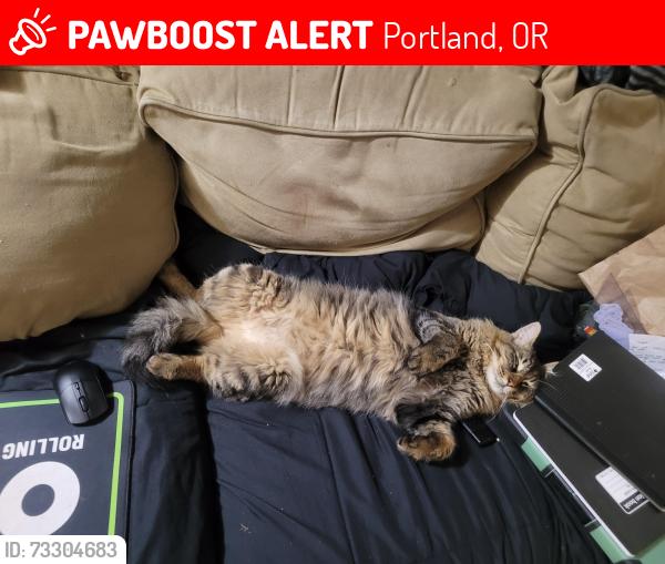 Lost Male Cat last seen Hawthorne and 33rd, Portland, OR 97214