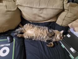 Lost Male Cat last seen Hawthorne and 33rd, Portland, OR 97214