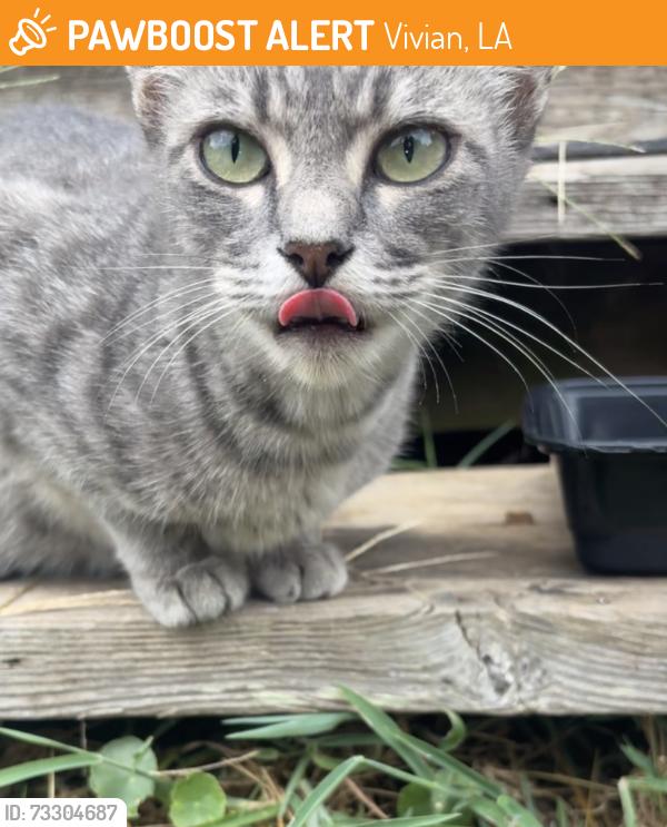Found/Stray Female Cat last seen Redbud ln, Vivian, LA 71082
