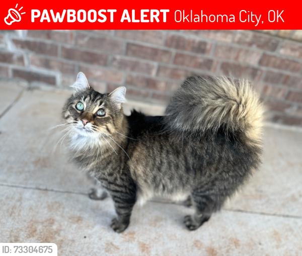 Lost Male Cat last seen Stone Ridge Farms - Morgan Rd. & Memorial Rd., Oklahoma City, OK 73099