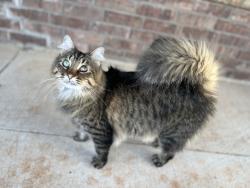 Lost Male Cat last seen Stone Ridge Farms - Morgan Rd. & Memorial Rd., Oklahoma City, OK 73099